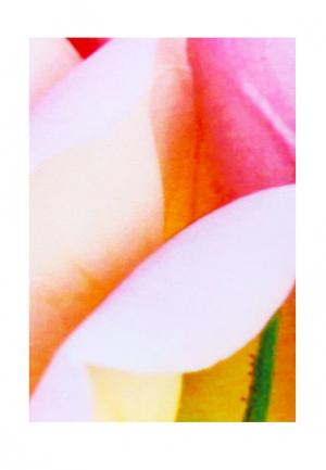Комплект штор ТОМДОМ. Цвет: разноцветный